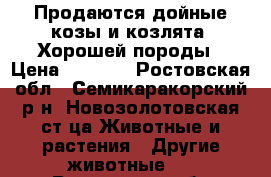 Продаются дойные козы и козлята. Хорошей породы › Цена ­ 5 000 - Ростовская обл., Семикаракорский р-н, Новозолотовская ст-ца Животные и растения » Другие животные   . Ростовская обл.